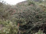 Ephedra foeminea