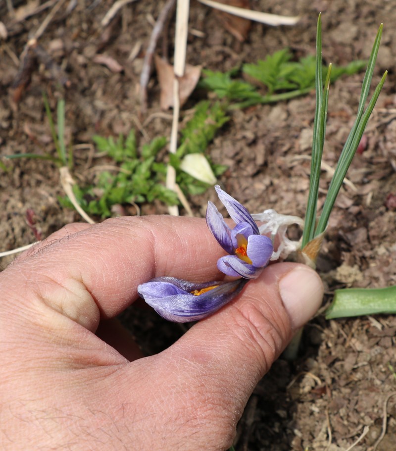 Изображение особи Crocus adamii.