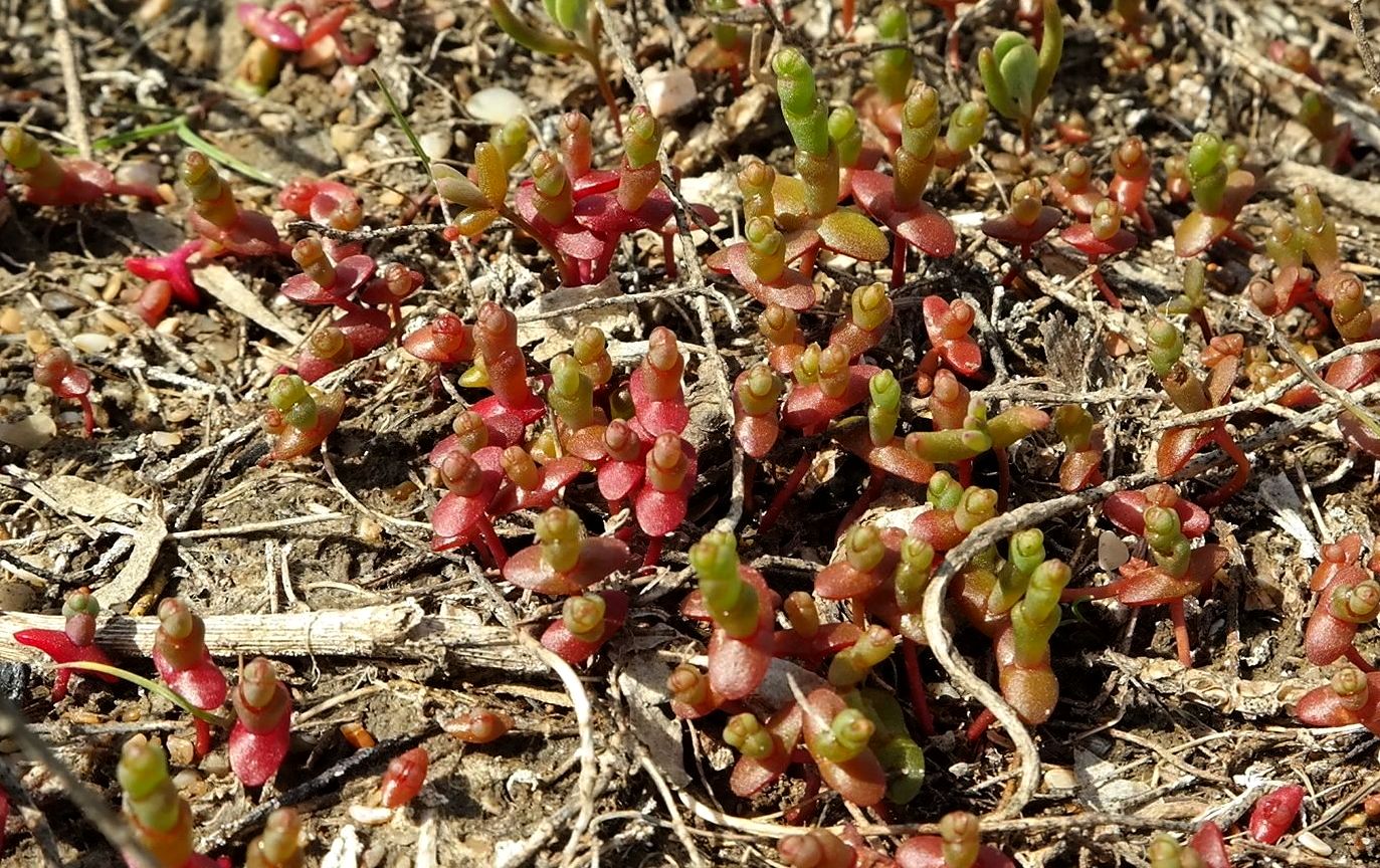 Изображение особи Salicornia perennans.