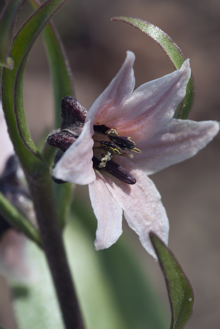 Изображение особи Rhinopetalum stenantherum.