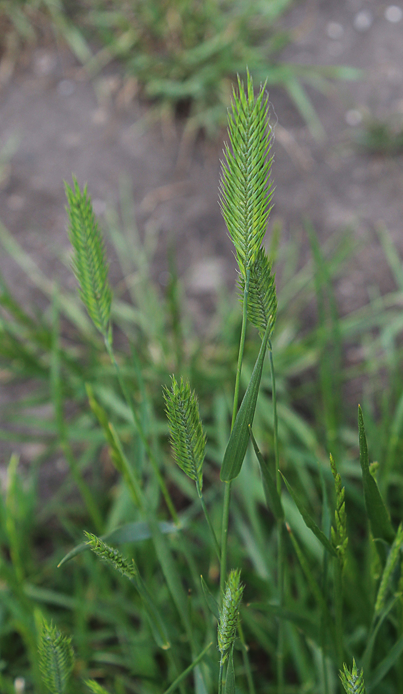 Изображение особи Agropyron pectinatum.