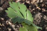 Sanguinaria canadensis. Лист и незрелый плод. Костромская обл., Судиславский р-н, дер. Антипино, в культуре. 12.05.2019.