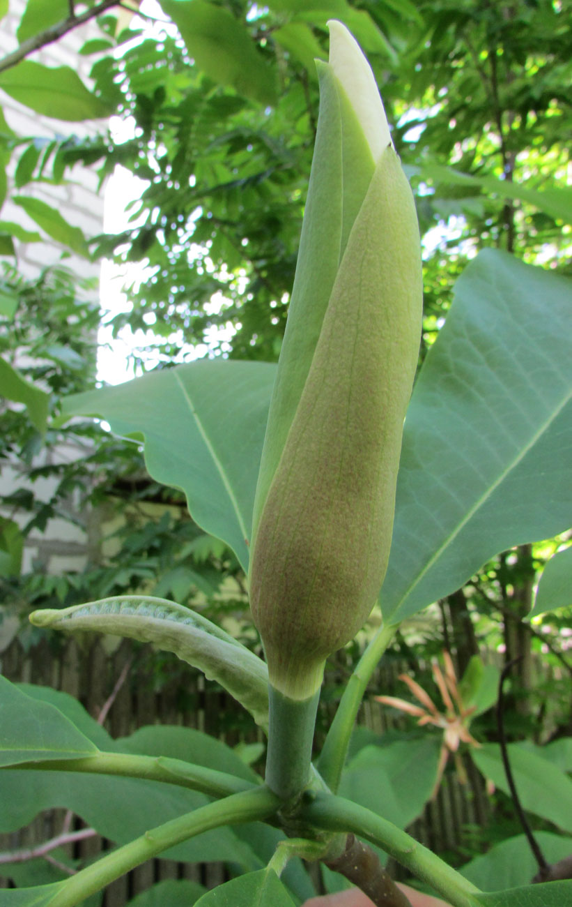 Image of Magnolia tripetala specimen.