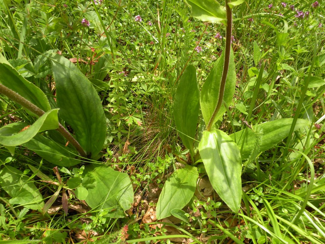 Image of Arnica montana specimen.