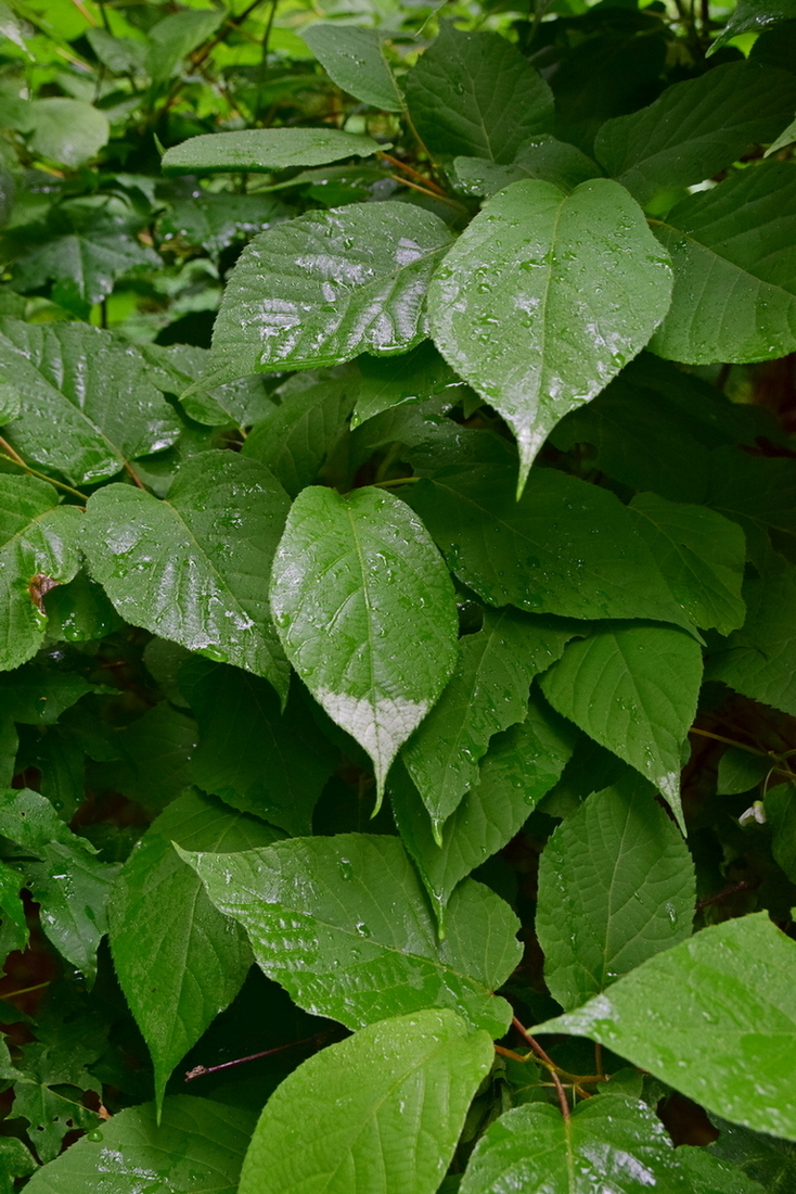 Image of Actinidia kolomikta specimen.