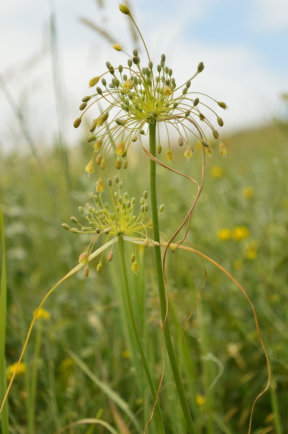 Изображение особи Allium paczoskianum.