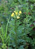 Oenothera rubricaulis