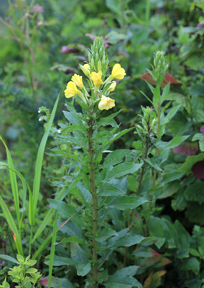 Изображение особи Oenothera rubricaulis.