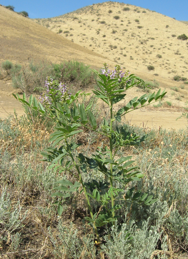 Изображение особи Glycyrrhiza glabra.