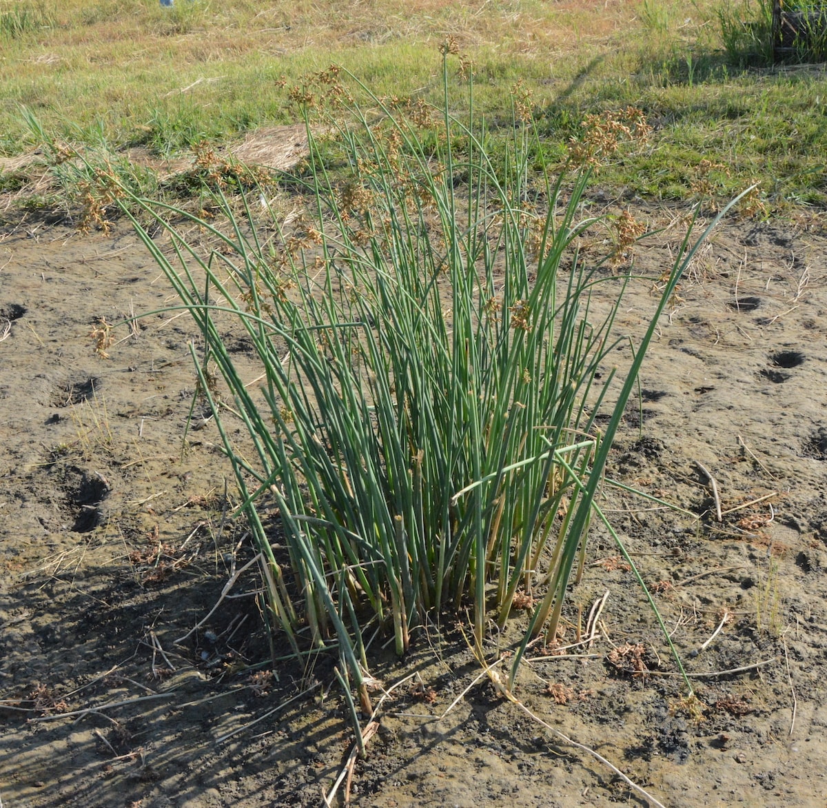 Image of Schoenoplectus tabernaemontani specimen.