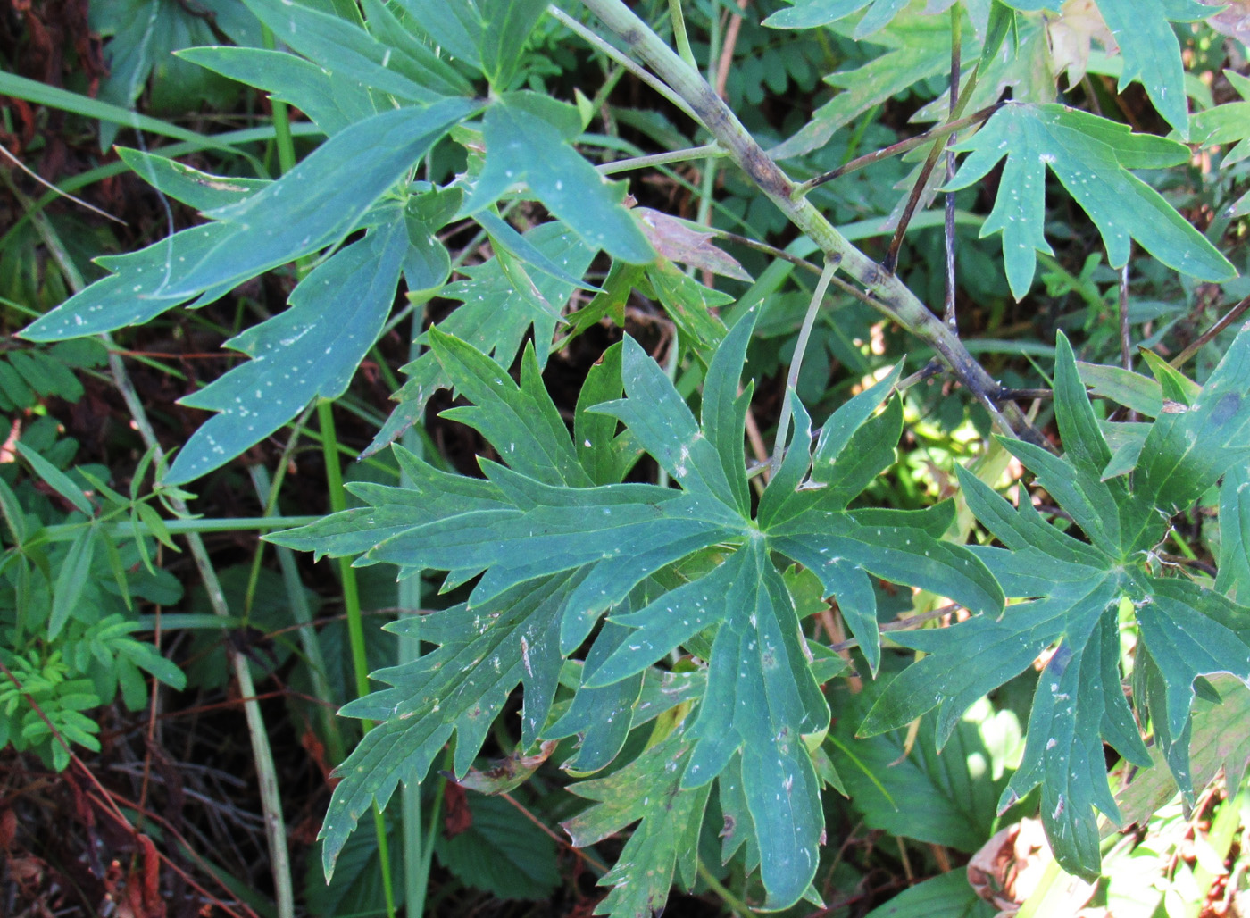 Image of Delphinium dictyocarpum specimen.