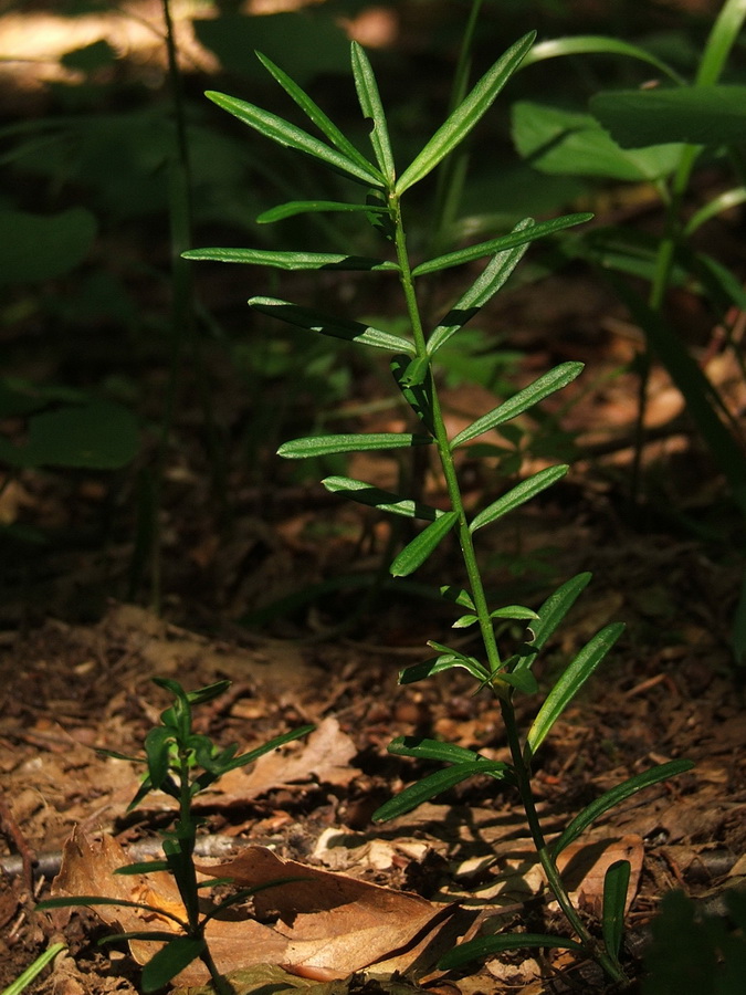 Изображение особи Euonymus nanus.