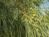 Retama monosperma