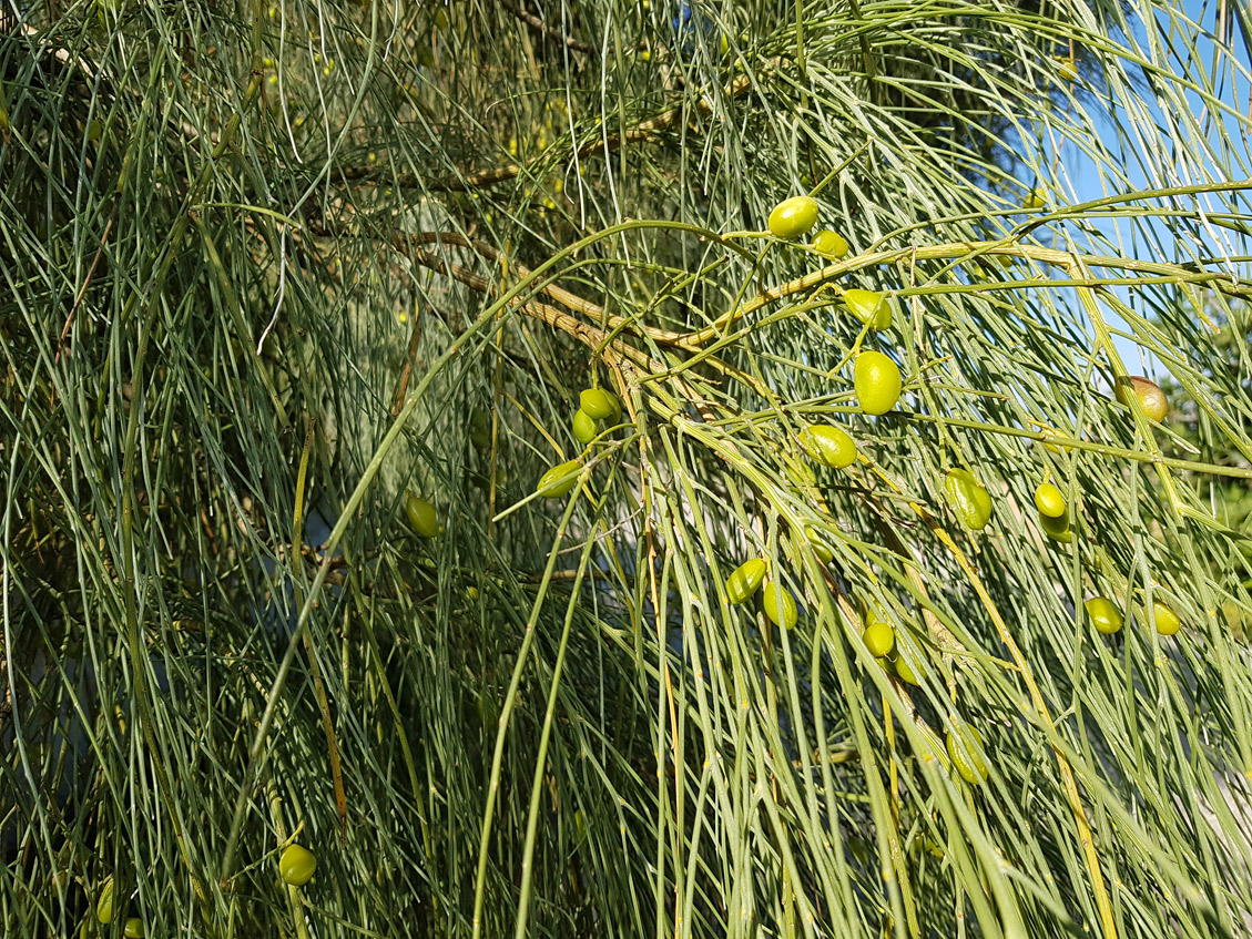 Image of Retama monosperma specimen.