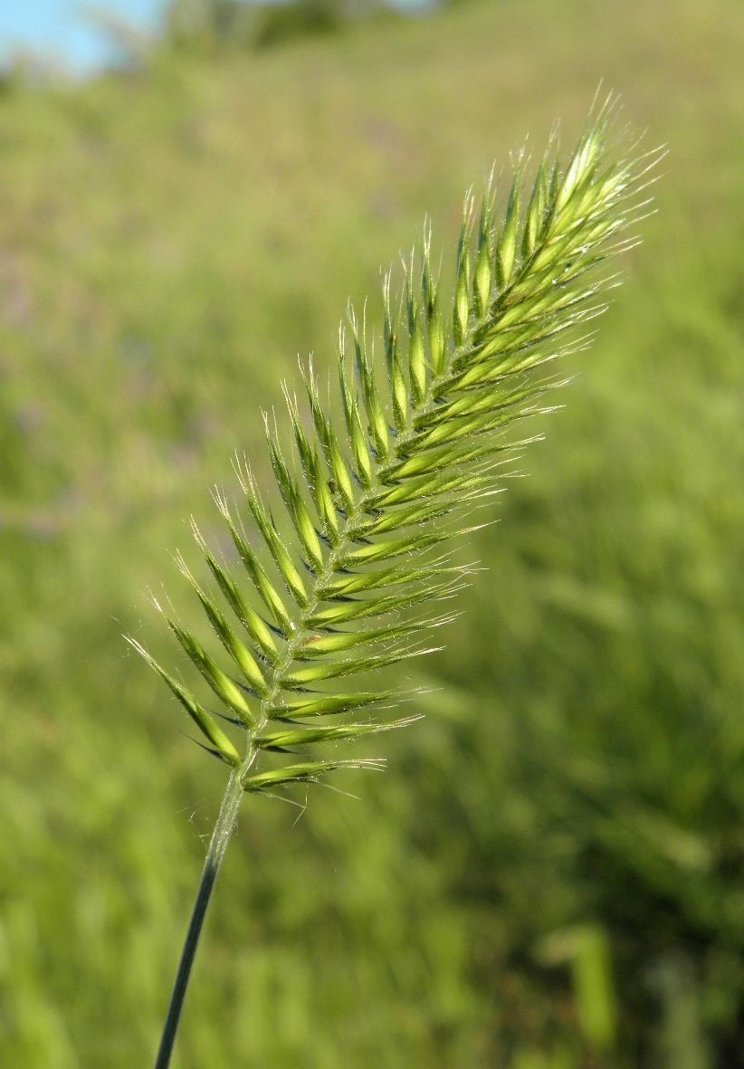 Изображение особи Agropyron pectinatum.