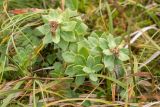 Rhodiola iremelica. Отцветшие растения. Челябинская обл., Саткинский р-н, национальный парк \"Зюраткуль\", гора Большой Нургуш, ≈ 1400 м н.у.м., в горной тундре. 11.08.2019.