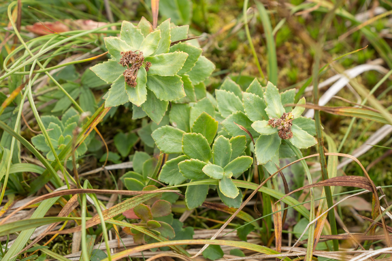 Image of Rhodiola iremelica specimen.