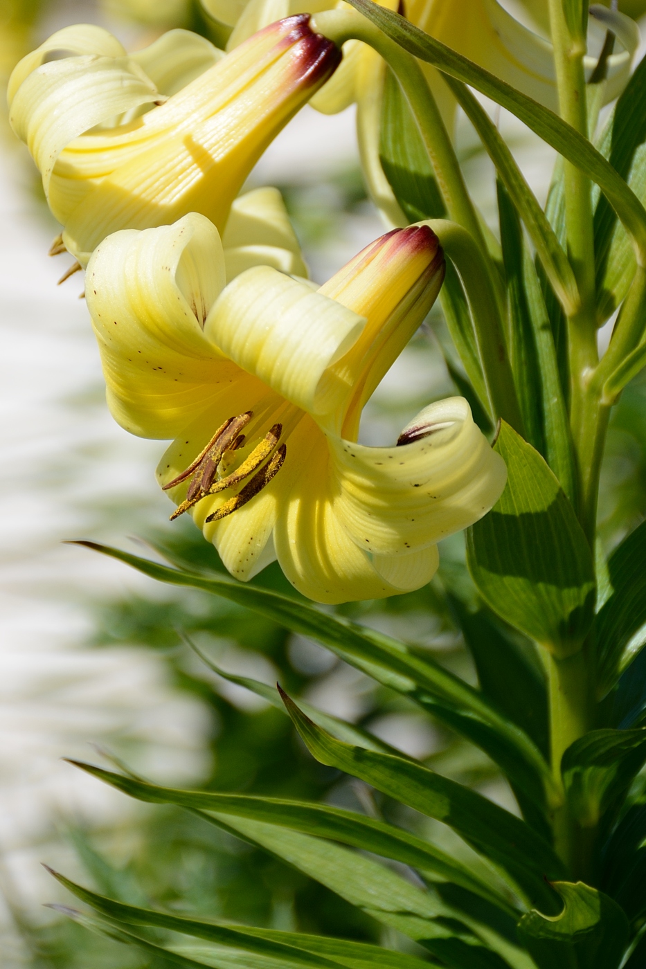 Image of Lilium kesselringianum specimen.