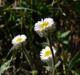 Erigeron eriocephalus