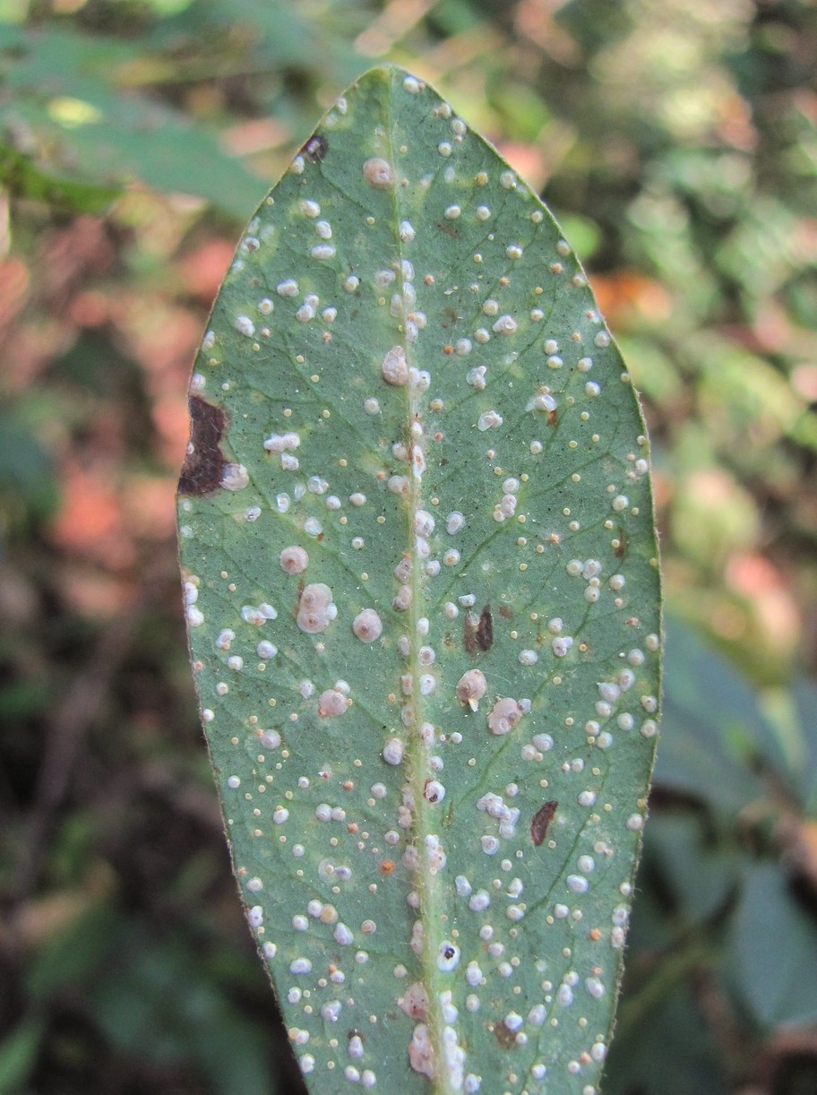 Изображение особи Euphorbia amygdaloides.