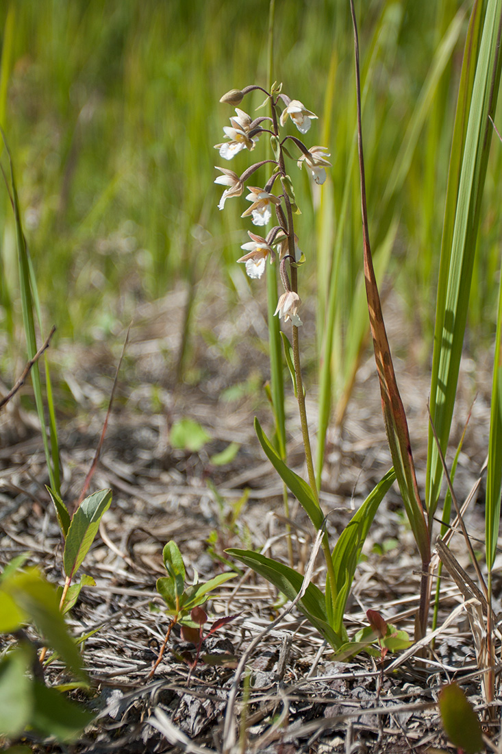 Изображение особи Epipactis palustris.