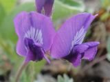 Oxytropis revoluta. Цветки. Камчатский край, Елизовский р-н, природный парк \"Вулканы Камчатки\", подножье (800 м н.у.м.) вулкана Авачинская сопка, щебнистая кустарничковая тундра. 10.07.2010.