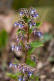 Trachystemon orientalis. Соцветие. Абхазия, г. Новый Афон, ущелье р. Псырцха, широколиственный лес. 07.03.2015.