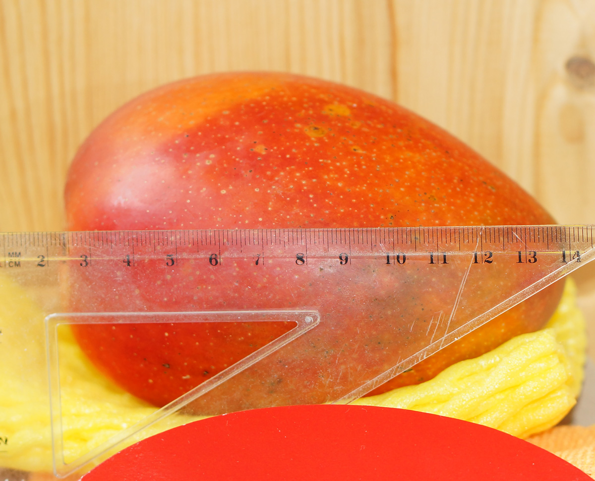 Image of Mangifera indica specimen.
