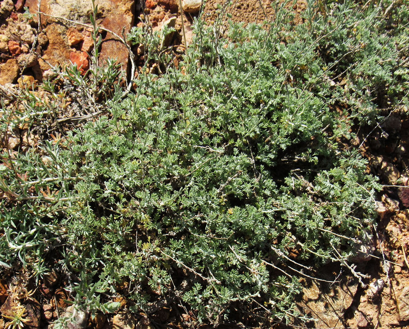 Image of genus Artemisia specimen.