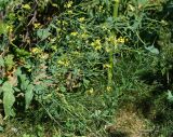 Brassica campestris