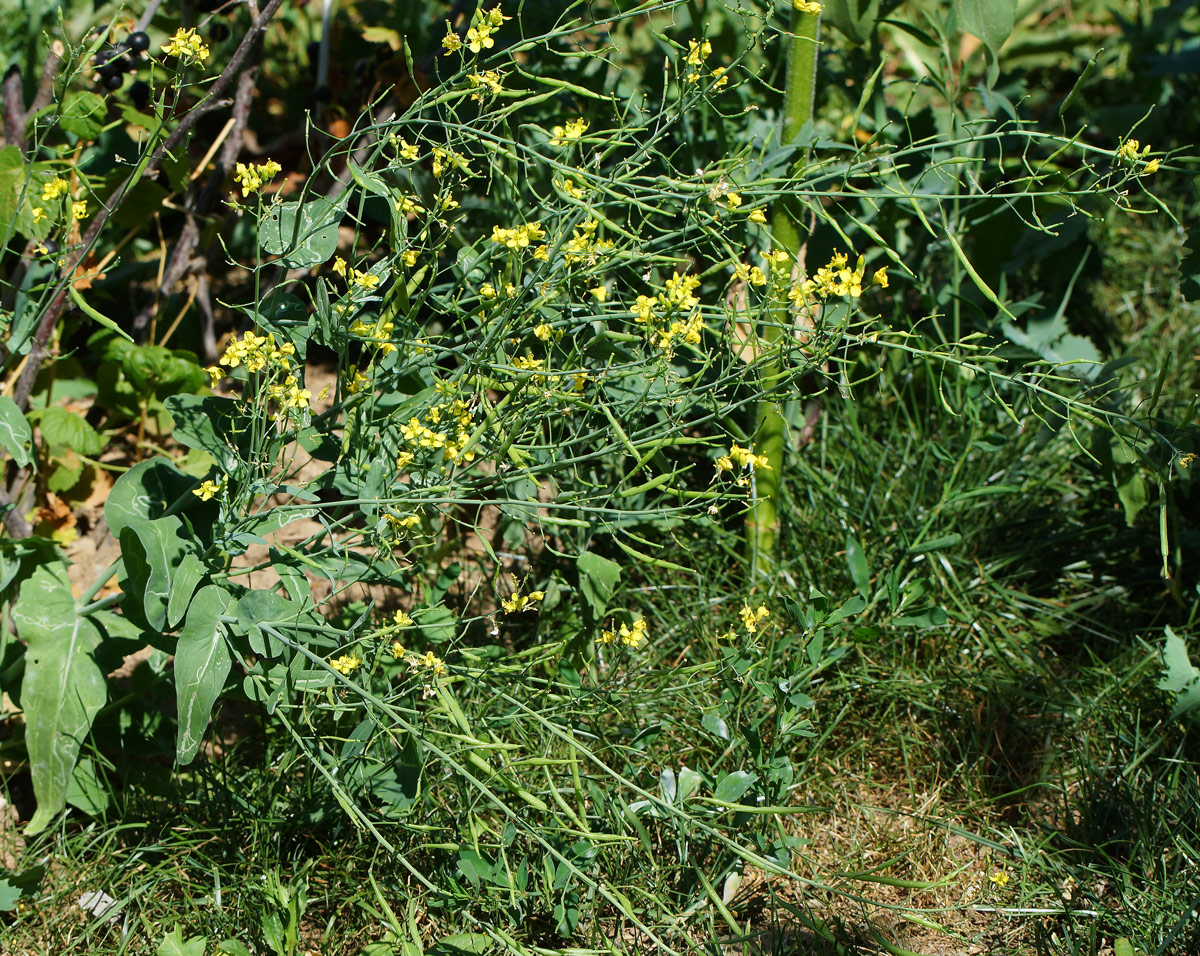 Изображение особи Brassica campestris.