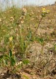 Anthyllis vulneraria