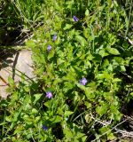 Convolvulus siculus