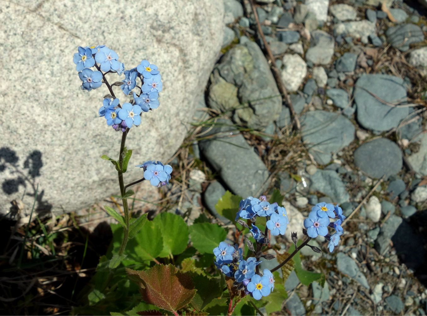 Изображение особи Myosotis suaveolens.