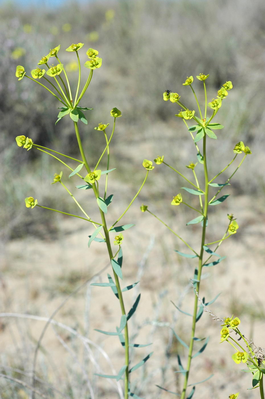 Изображение особи Euphorbia seguieriana.