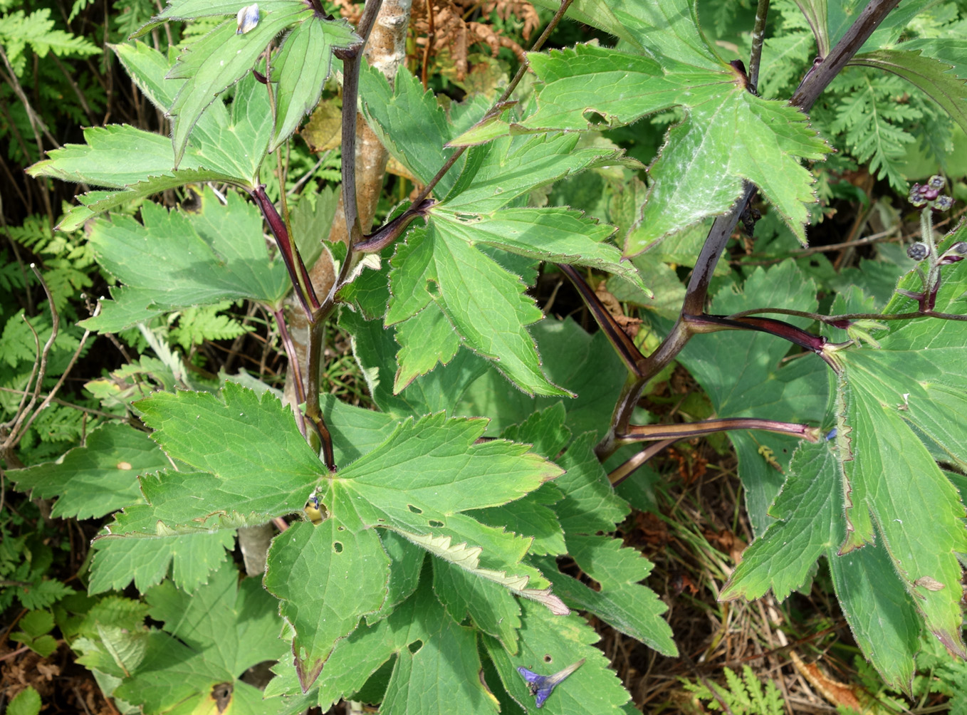 Image of Delphinium maackianum specimen.