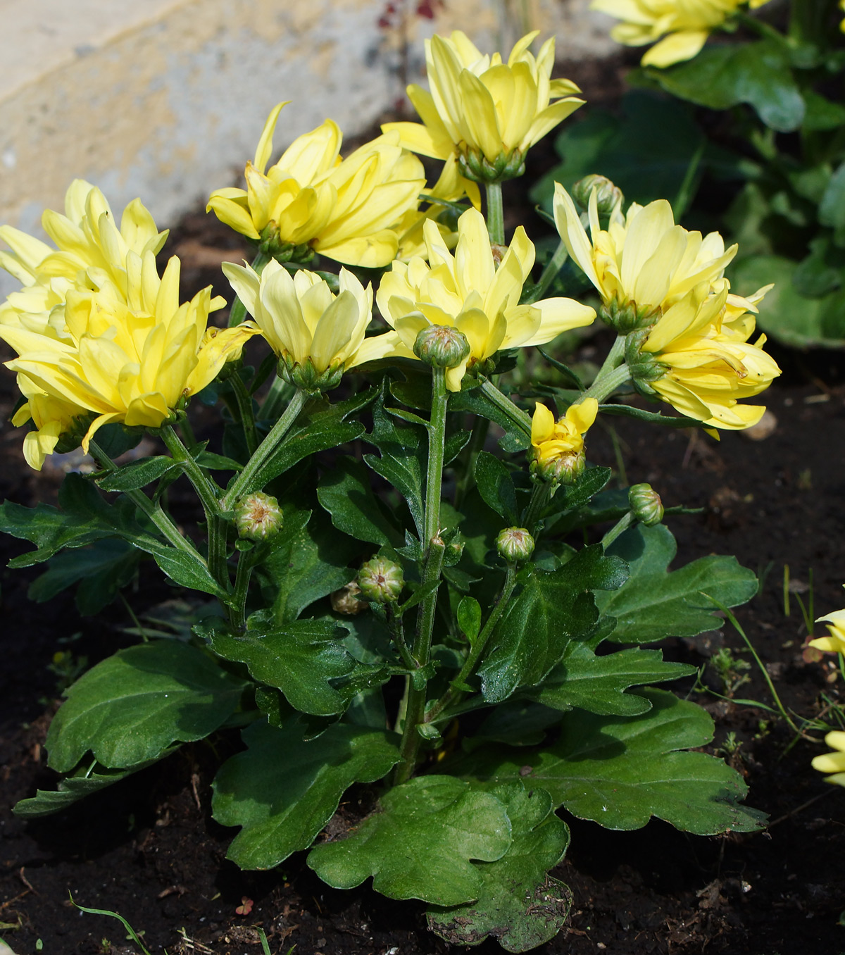 Image of Chrysanthemum indicum specimen.