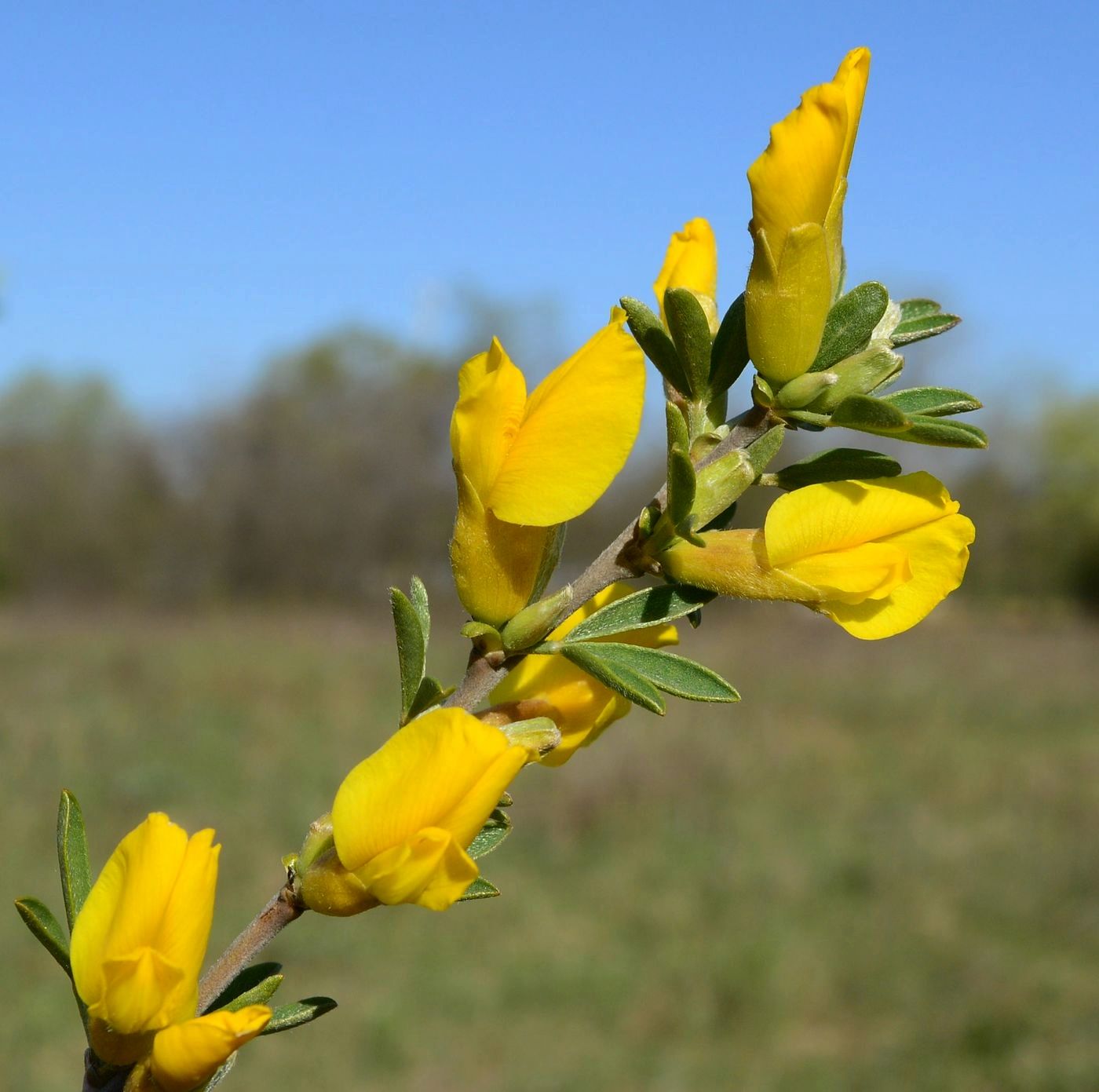 Image of Chamaecytisus ruthenicus specimen.