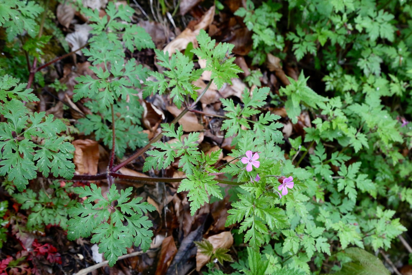 Image of Geranium robertianum specimen.