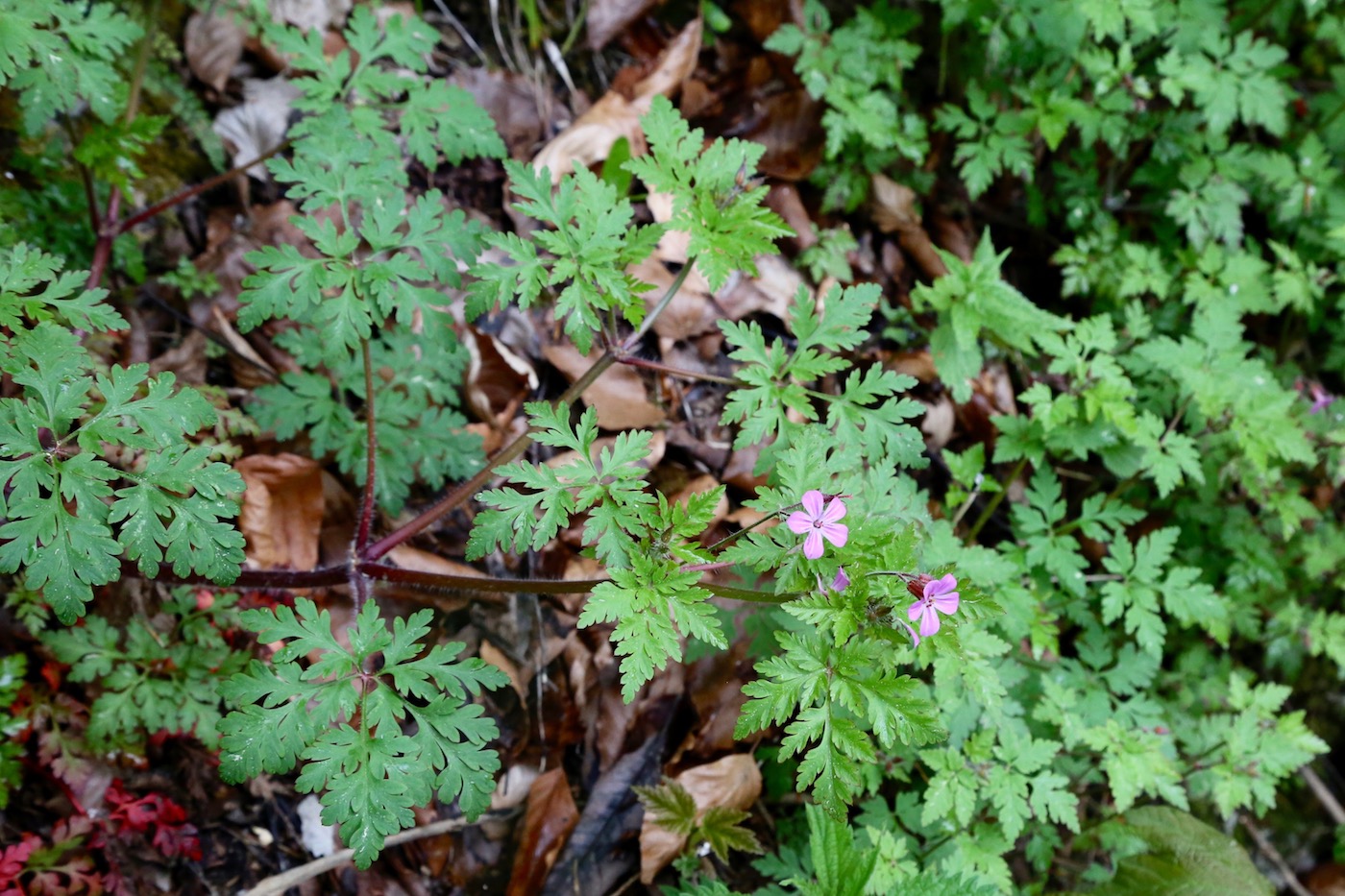 Изображение особи Geranium robertianum.