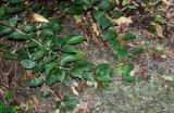 Aeschynanthus moningeriae