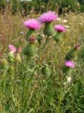 Cirsium vulgare