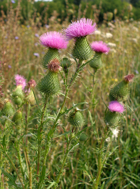 Image of Cirsium vulgare specimen.