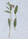 Hermannia affinis