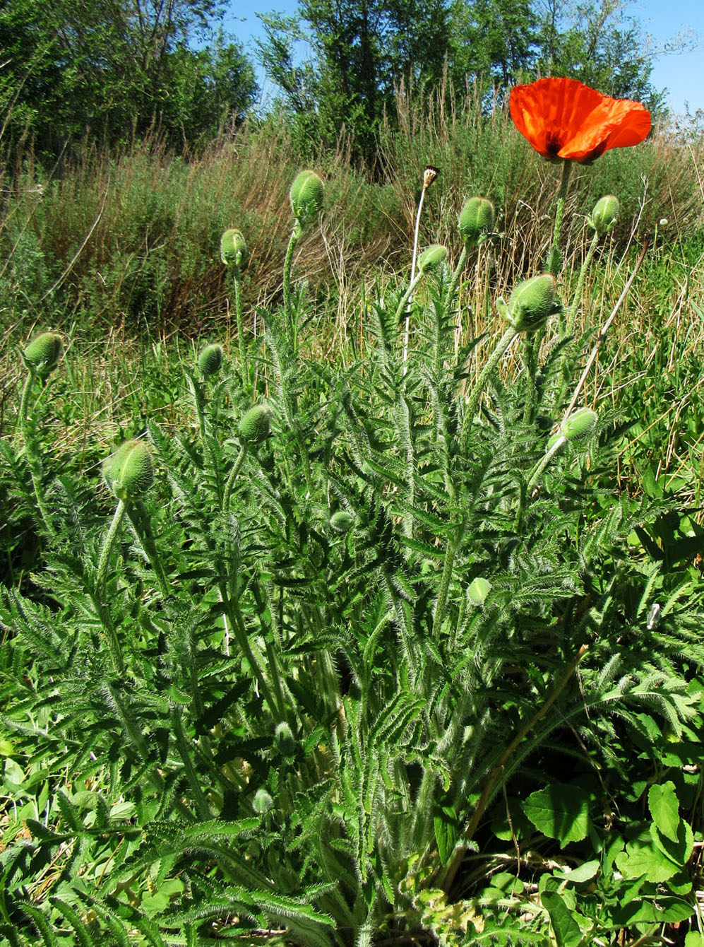 Изображение особи Papaver setiferum.