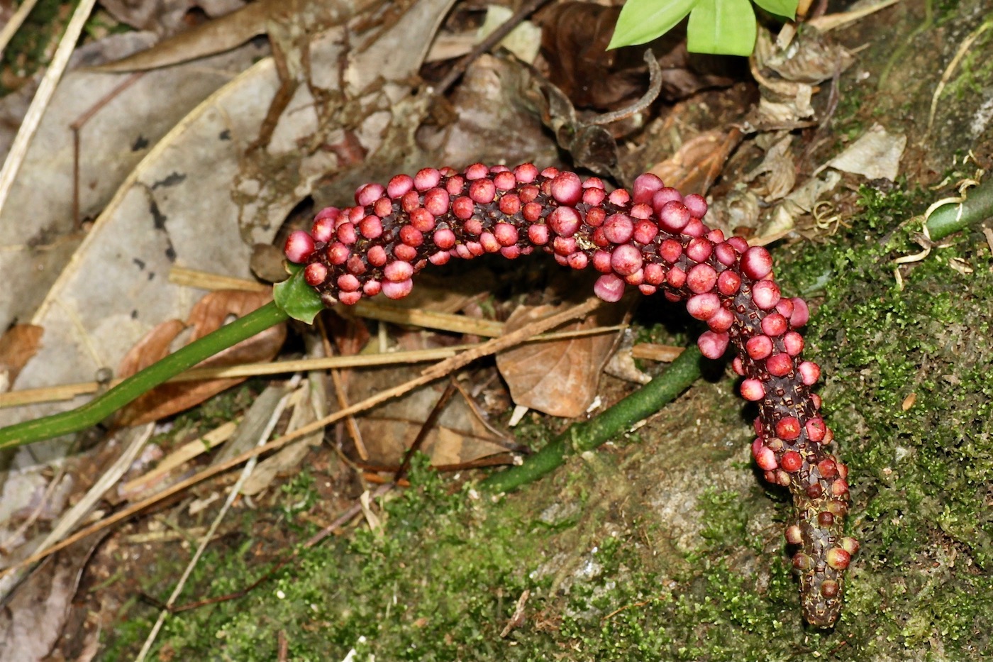 Изображение особи Anthurium lancifolium.