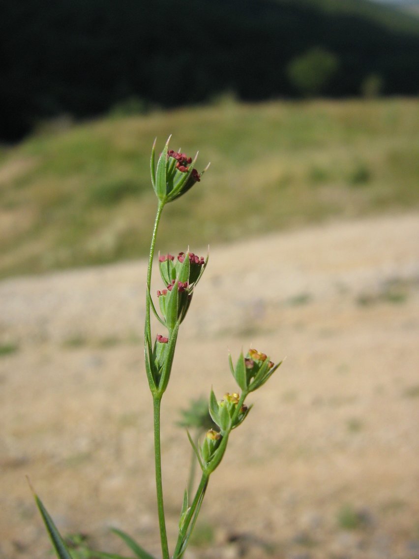 Image of Bupleurum affine specimen.