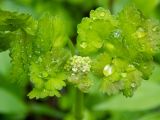 Thalictrum aquilegiifolium