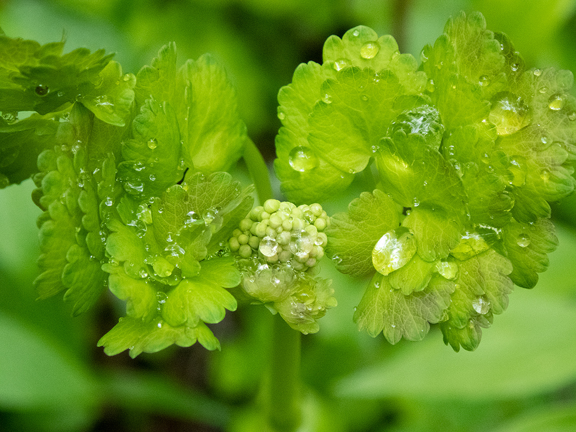 Image of Thalictrum aquilegiifolium specimen.