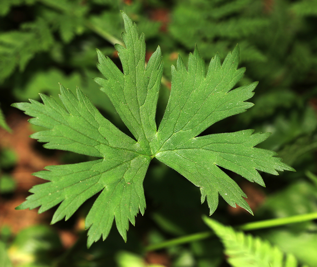 Image of Aconitum puchonroenicum specimen.